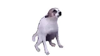 dancing dog meme|dog dancing animated meme.